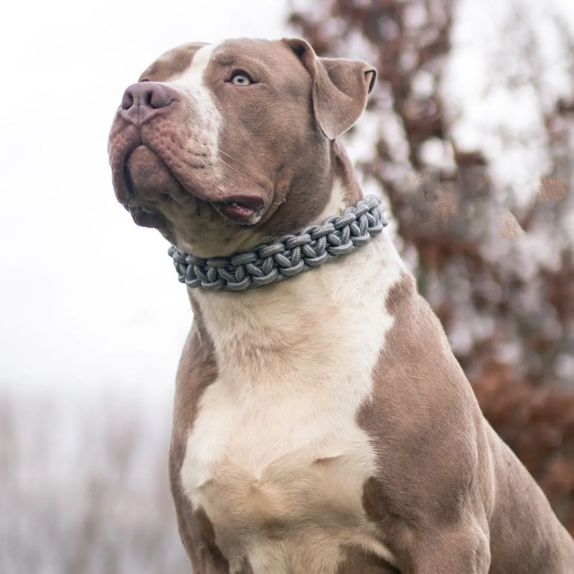 XL Bully 2 sq jpg