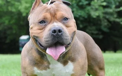 American XL Bully ban
