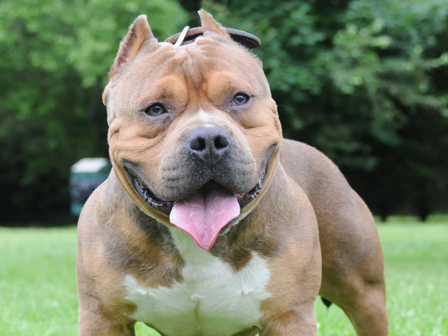 XL American Bulldog
