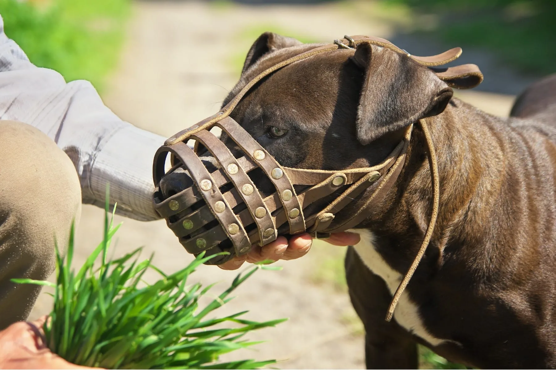 XL Bully Muzzle 2
