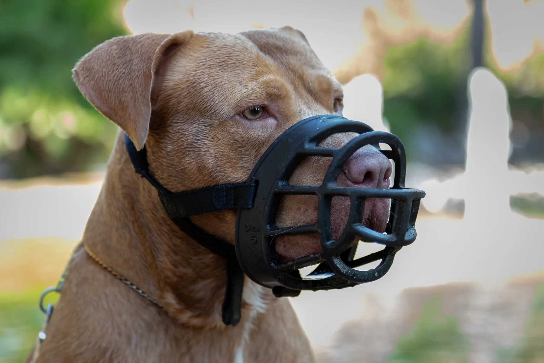 XL Bully Muzzle